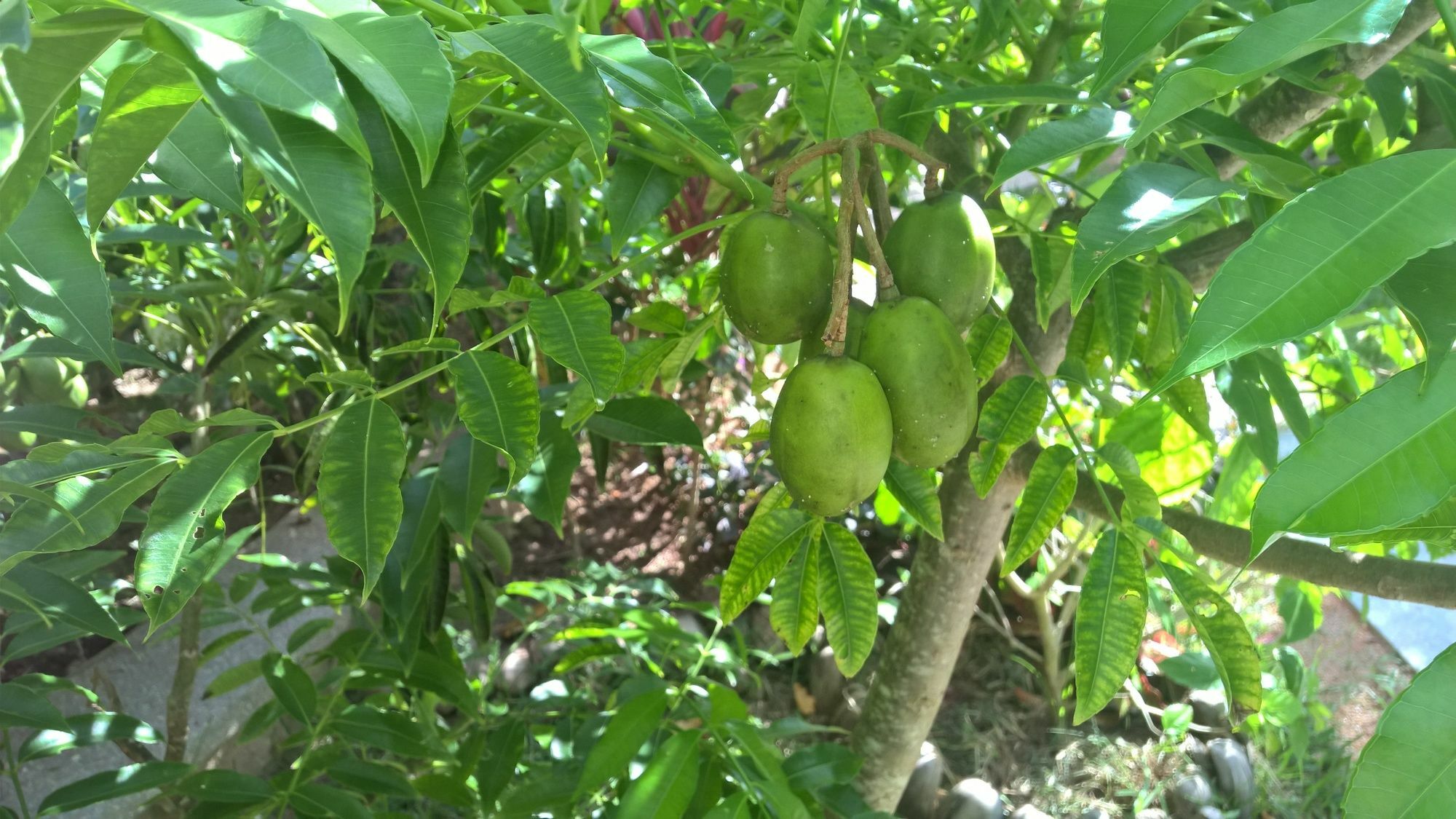 לה דיג Cocotier Du Rocher מראה חיצוני תמונה